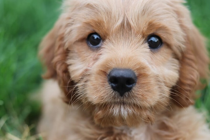 Apricot Cavapoo puppy breed