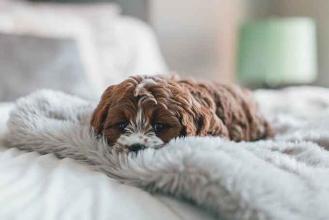 Chocolate and white Cavapoo breed