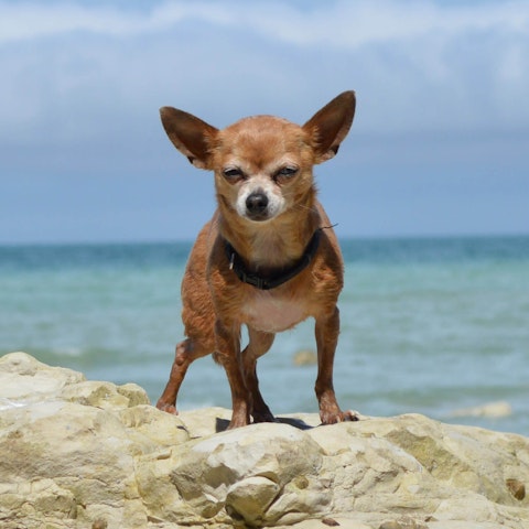 Chihuahua