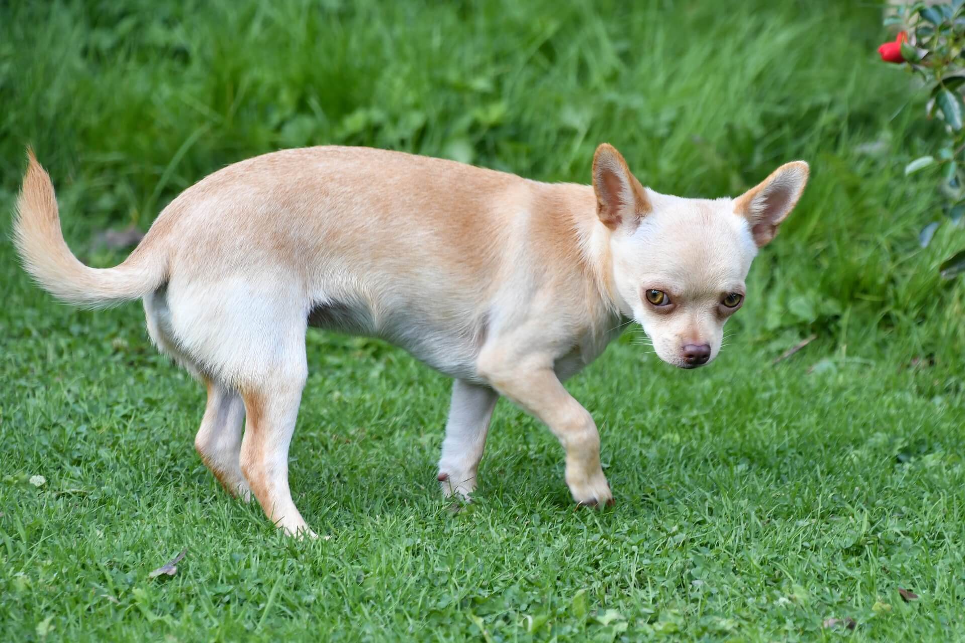 what are chihuahuas descended from