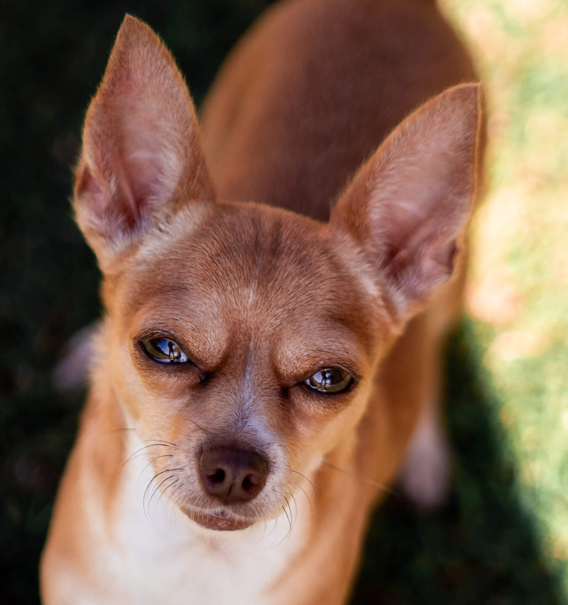 what are chihuahuas descended from