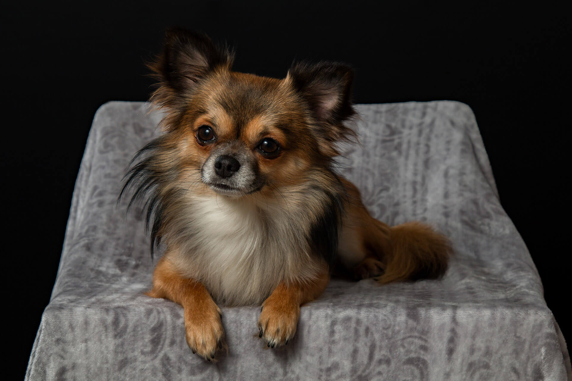 Chihuahua Pure Pet Food