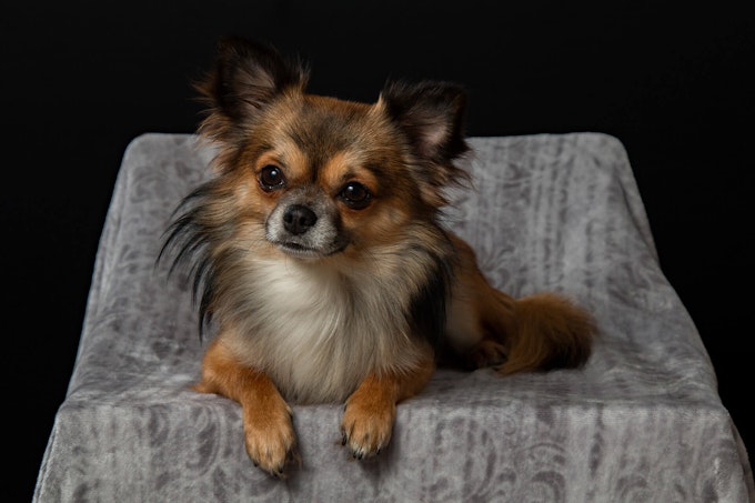 Long haired Chihuahua