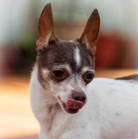 Best dog food for Chihuahuas