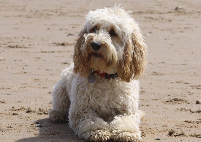 Red And White Cockapoo Adult