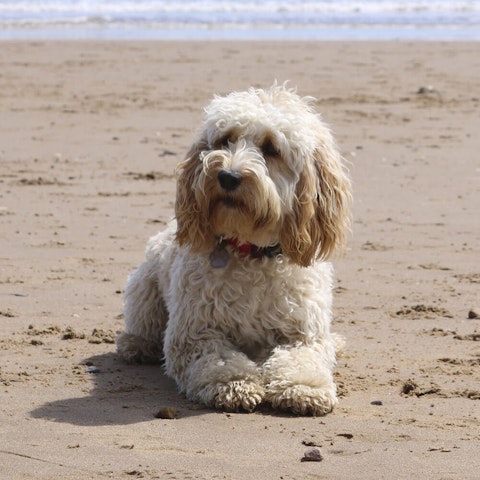 are cockapoos a recognised breed