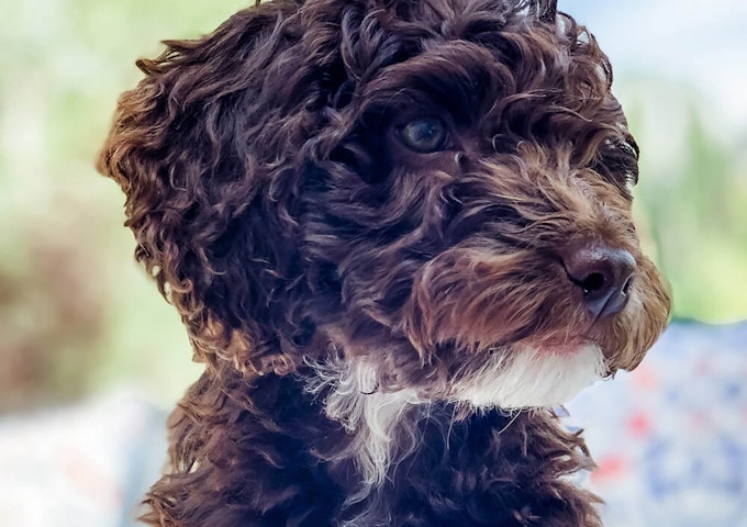 Cockapoo - Pure Pet Food