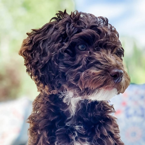 are cockapoos a recognised breed