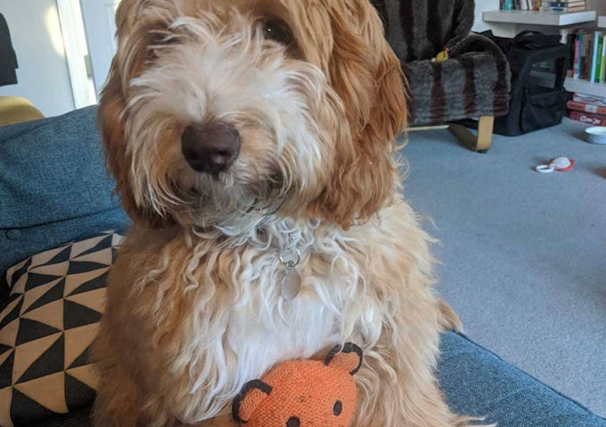 Cockapoo Bean showing off her toy