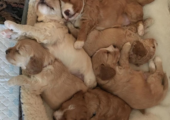 Cockapoo puppies