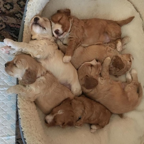 Cockapoo puppies