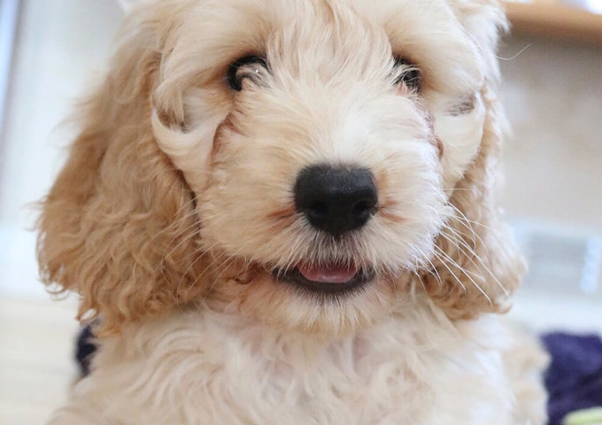 Best dog food for Cockapoos - Pure Pet Food