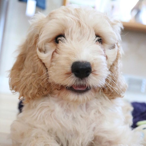 Lemon Cockapoo