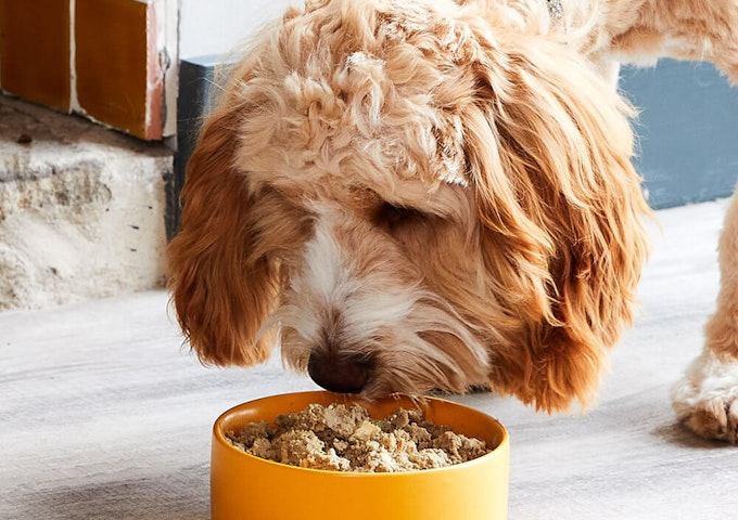 What is the Best Dog Food for Cockapoos? 2