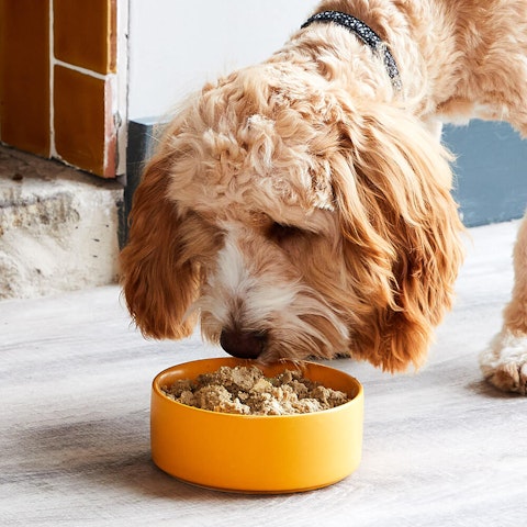 Best dog food for Cockapoos