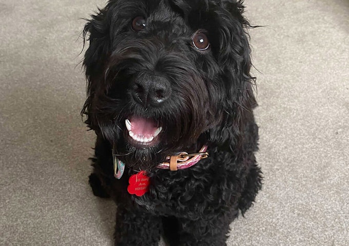 Cockapoo Pip smiling