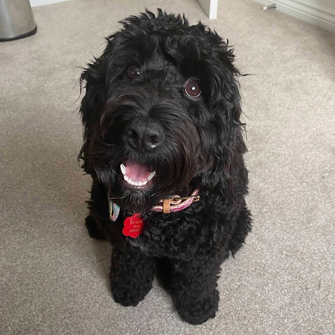 Cockapoo Pip smiling