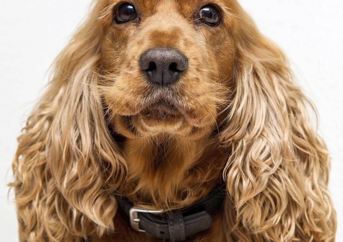 Cocker Spaniel