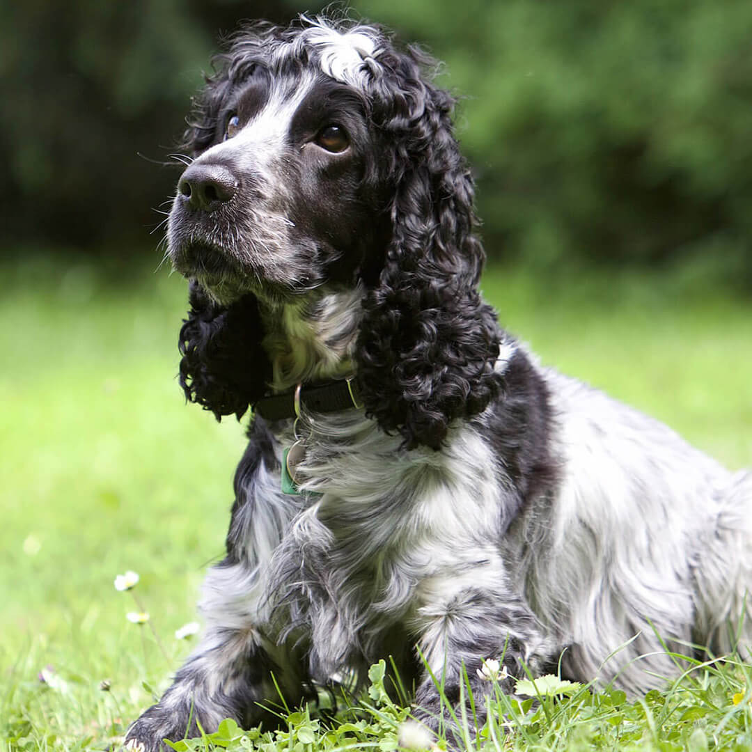 american cocker spaniel shedding a lot