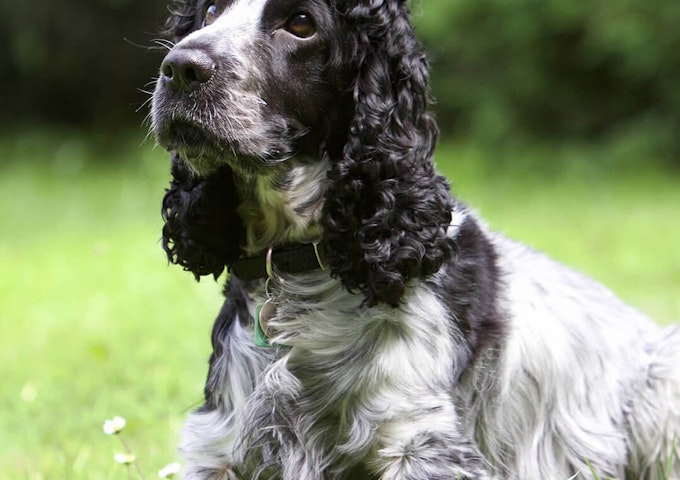 Grohe Cocker Cocker Spaniel Full Grown