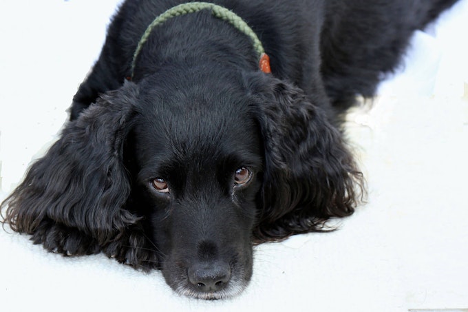 Black Cocker Spaniel