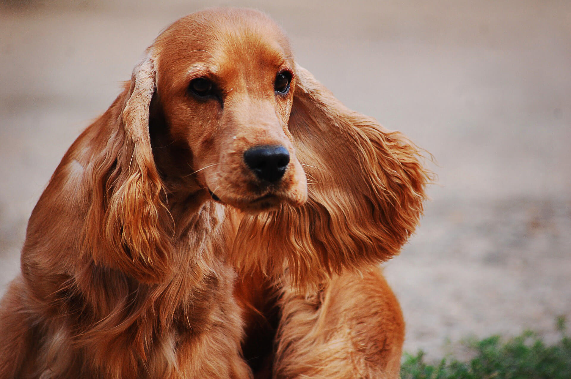 american cocker spaniel shedding a lot