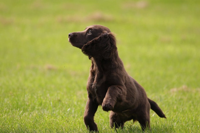 Liver Cocker Spaniel