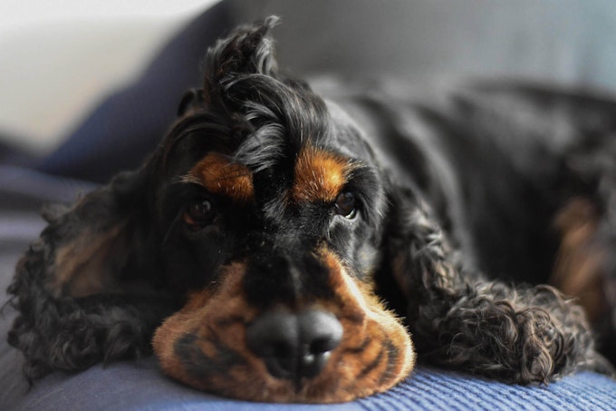 Black and tan Cocker Spaniel