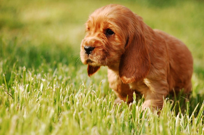 Tan Cocker Spaniel puppy