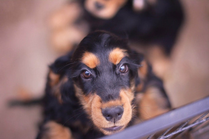 Black and red Cocker Spaniel