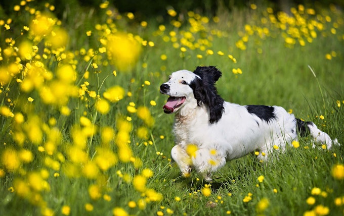 Black and white Cocker Spaniel