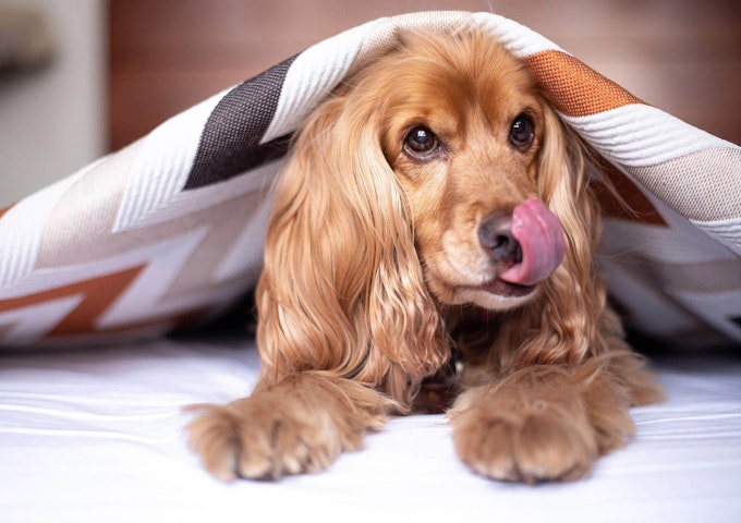 Tan Cocker Spaniel