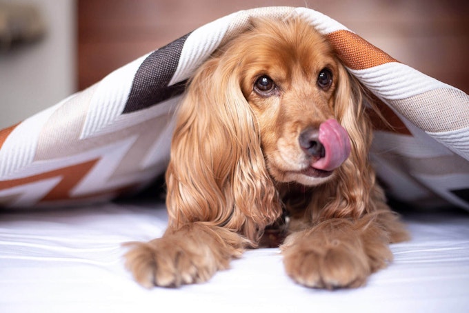 Tan Cocker Spaniel