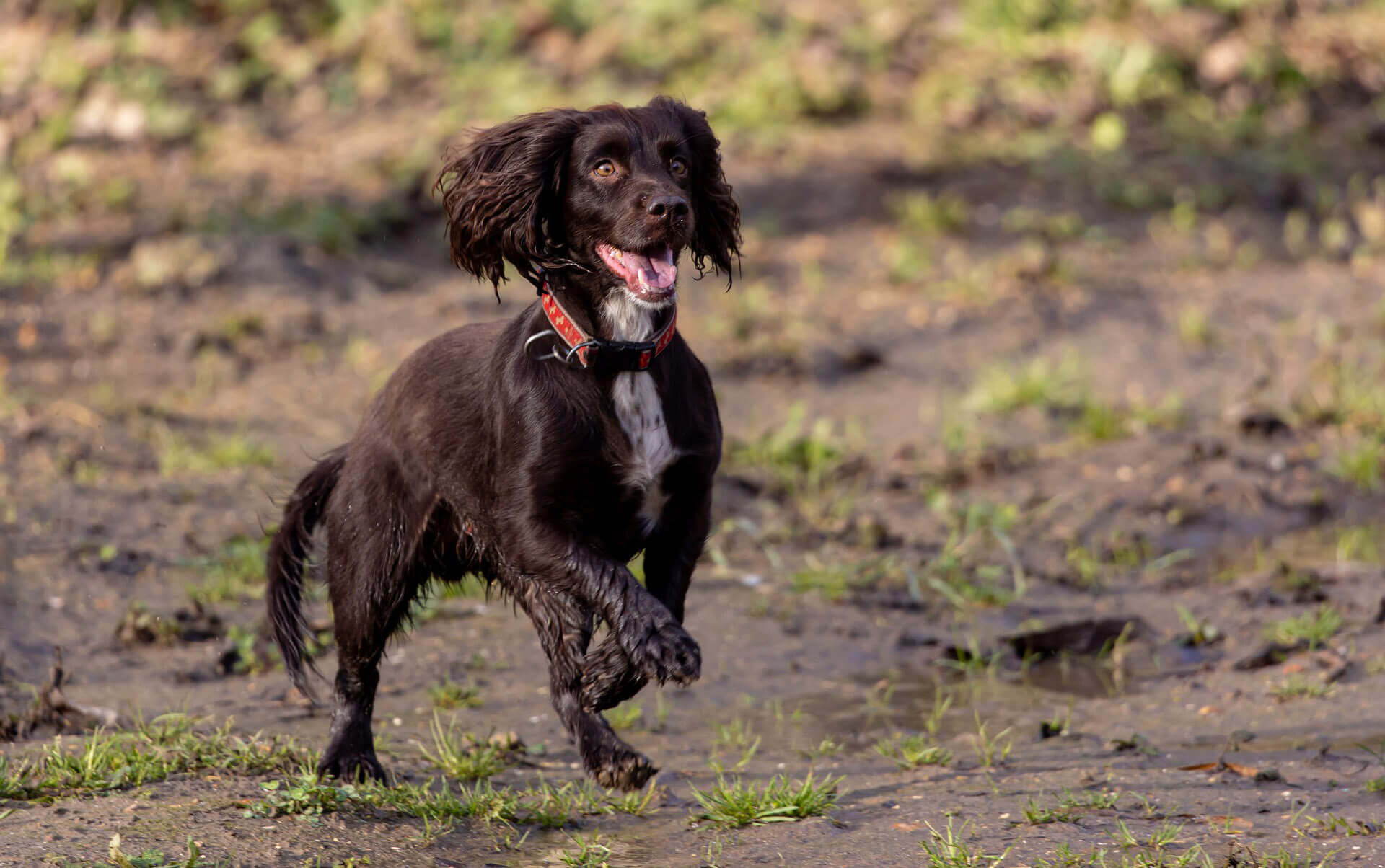 Best dog food for senior cocker spaniel on sale