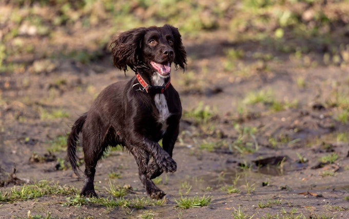 Liver Cocker Spaniel