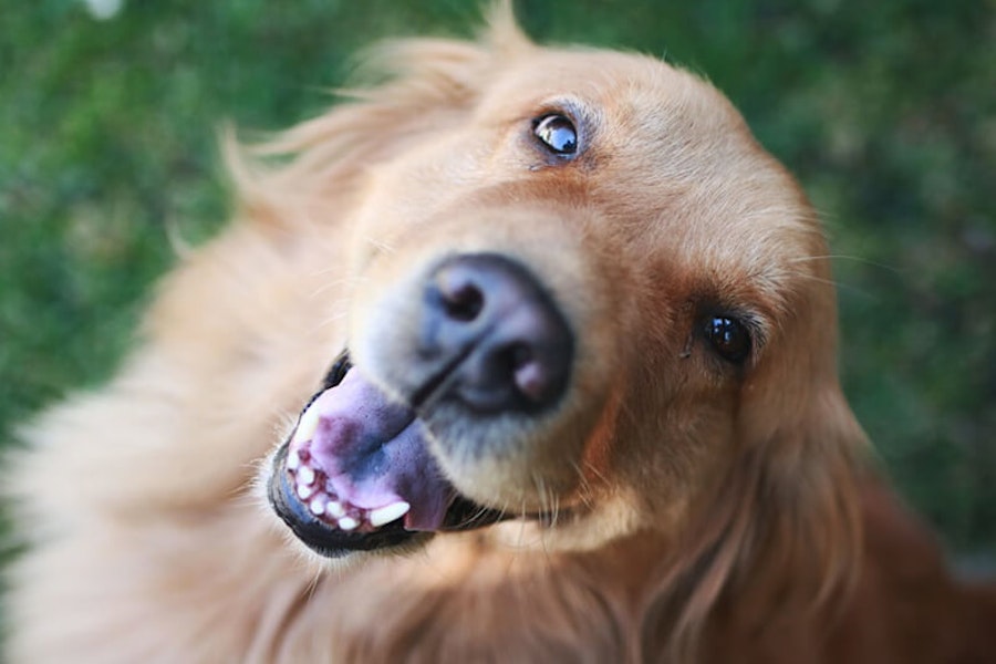 Smiler Dogs Do dogs smile? - Pure Pet Food