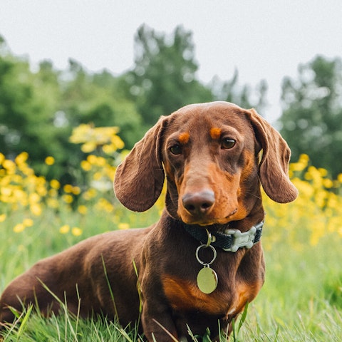 are miniature dachshund noisy