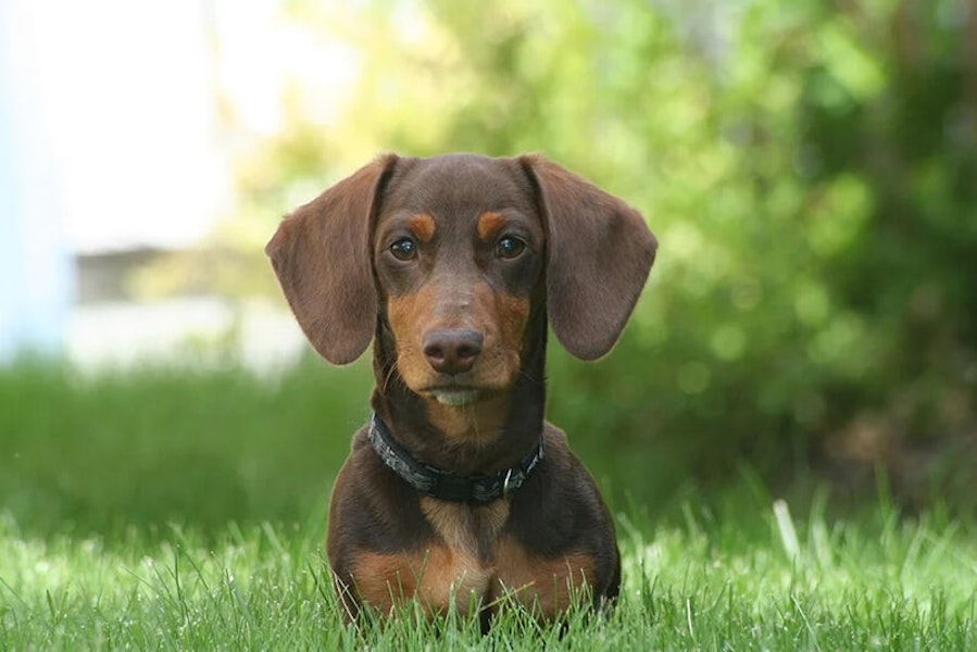 Chocolate and tan dachshund