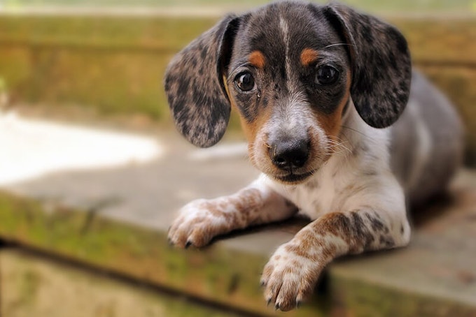 Dapple brindle Dachshund puppy