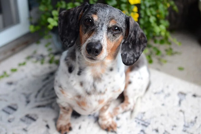 Dapple Dachshund