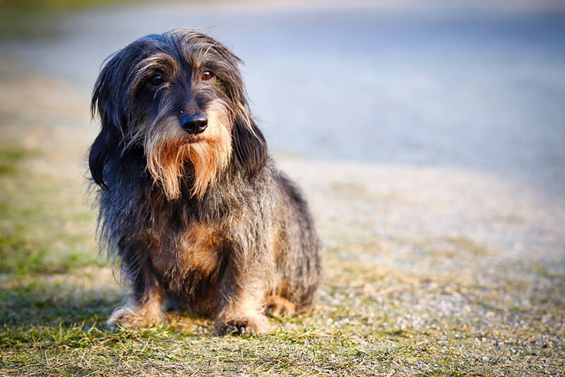 soft wire haired dachshund