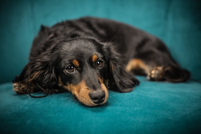 Black and tan long haired Dachshund