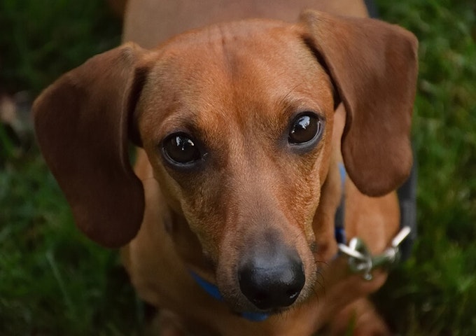 Red Dachshund