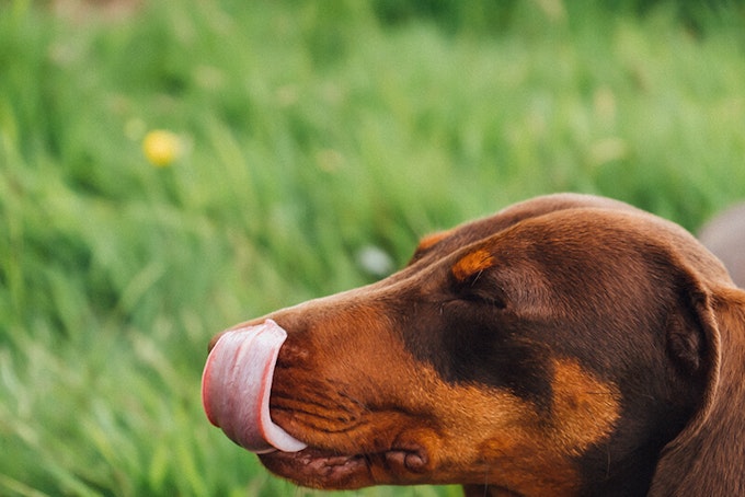 Chocolate and tan Dachshund