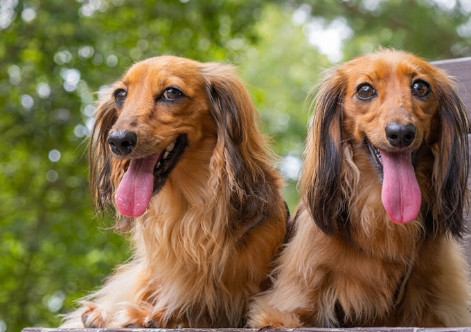 Red long haired Dachshunds