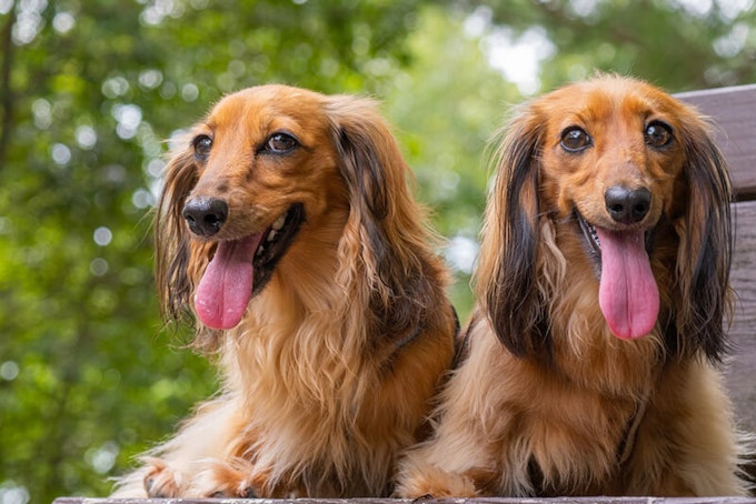 Red long haired Dachshunds
