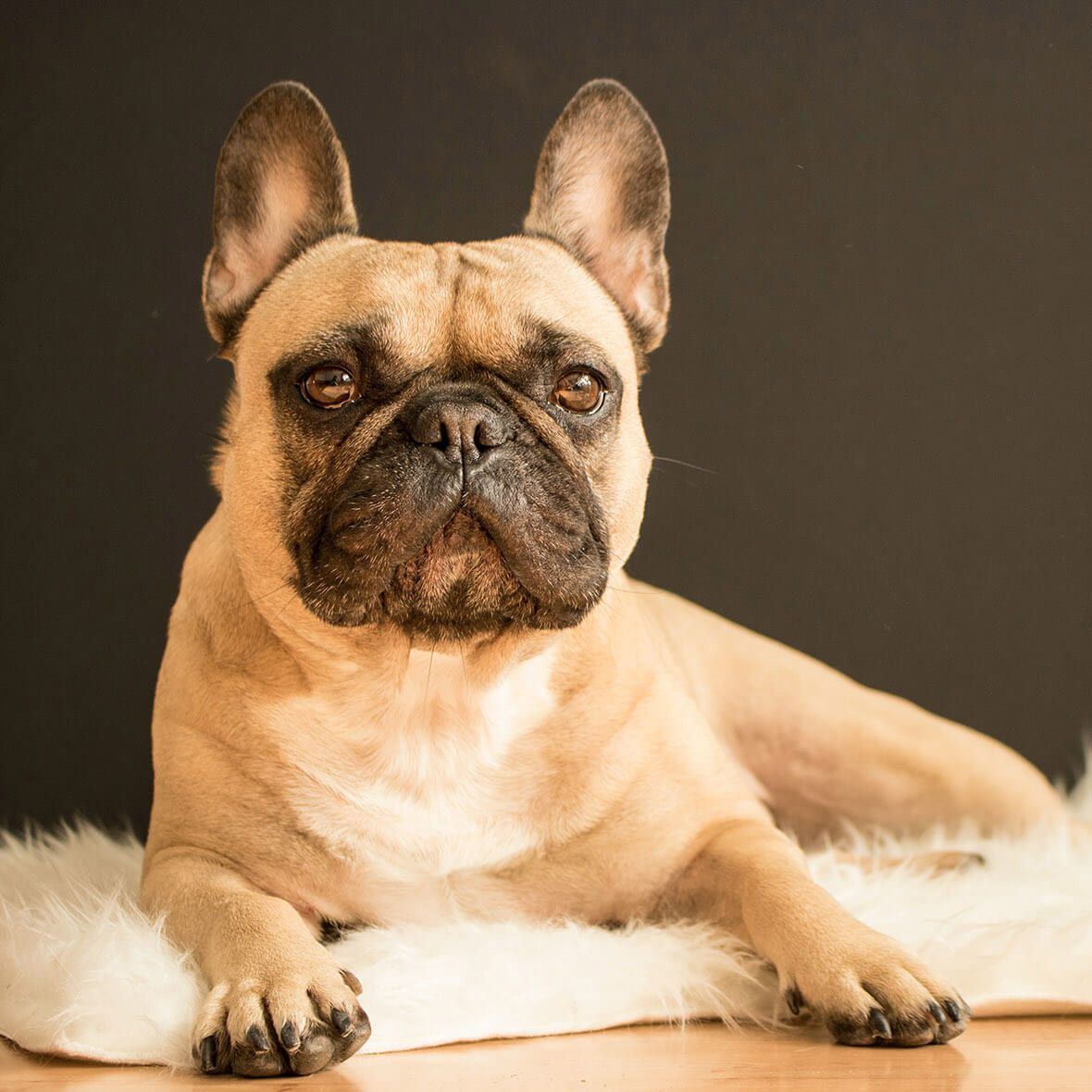 Best food for gassy french bulldog top
