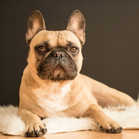 French Bulldog