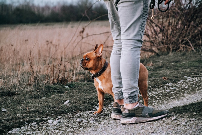 Loving French Bulldog