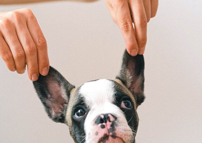 French Bulldog ears